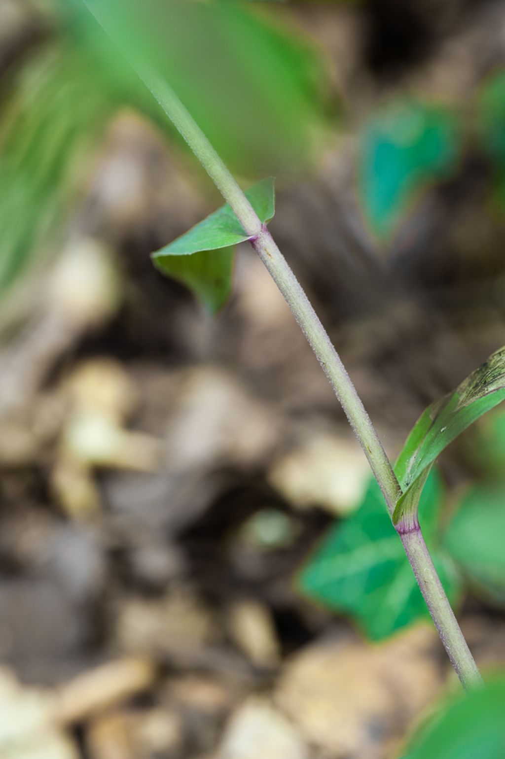 Epipactis purpurata